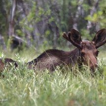 Moose