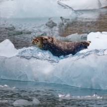 Harbor Seal