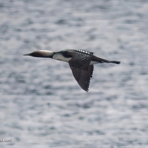 Western Loon