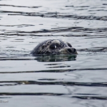 Harbor Seal Harbor Seal