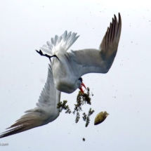 Caspian Tern
