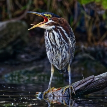 Green Heron