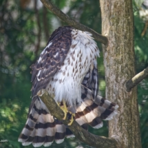 Cooper's hawk