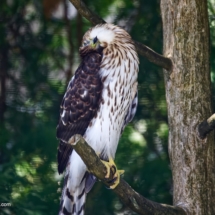 Cooper's hawk