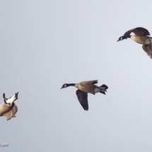 Canada geese