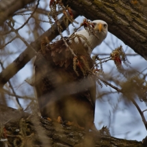 Bald Eagle