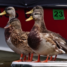 Mallard