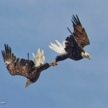 Bald Eagles