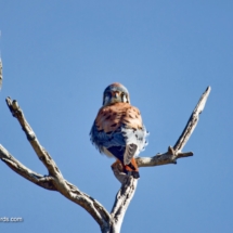 American Kestrel