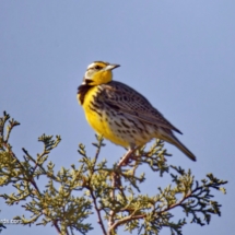 Eastern Meadowlark