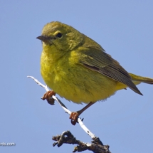Orange-crowner Warbler