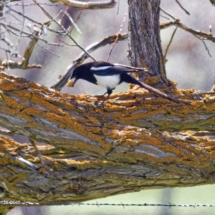 Black-billed Magpie