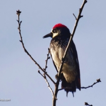 Acorn Woodpecker