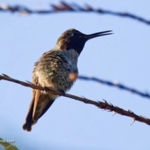 Anna's Hummingbird