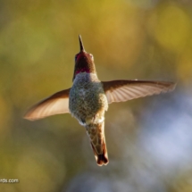 Anna's Hummingbird