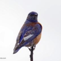 Wetsern Bluebird