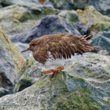 Black Turnstone
