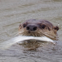 River Otter