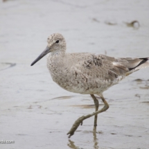 Willet