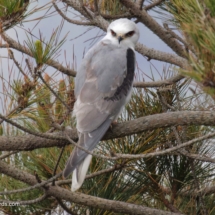 White-tailed Kite