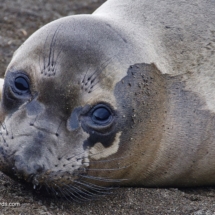 Elephant Seal
