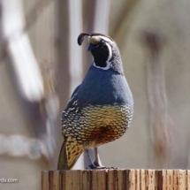 California Quail