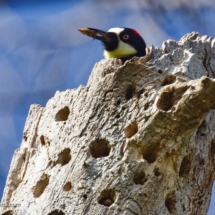 Acorn Woodpecker