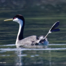 Western Grebe