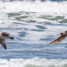 Whimbrel &amp; Marbled Godwit