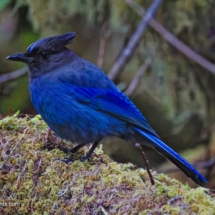 Stellar's Jay