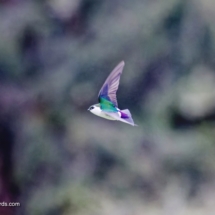 Violet-green Swallow