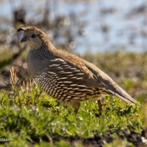 California Quail