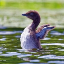 Little big chick