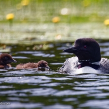 Loon Family