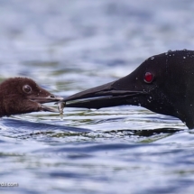 Little bite