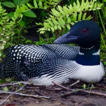 Common Loon