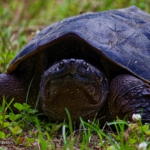 Snapping Turtle