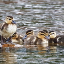 Mallard Chicks