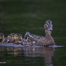 Mallard Family