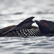 Common Loon