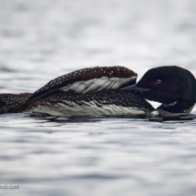 Common Loon