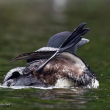 Common Loon