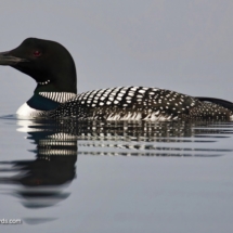 Common Loon