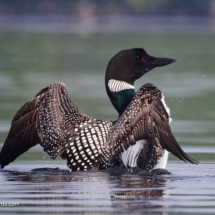Common Loon