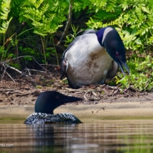 Common Loon