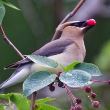Cedar Waxwing