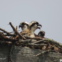 Osprey Chicks