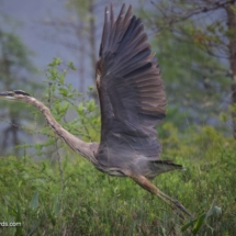 Great-blue Heron