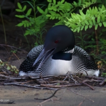 Common Loon