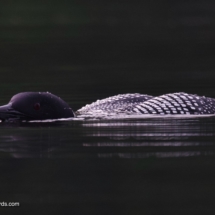 Common Loon
